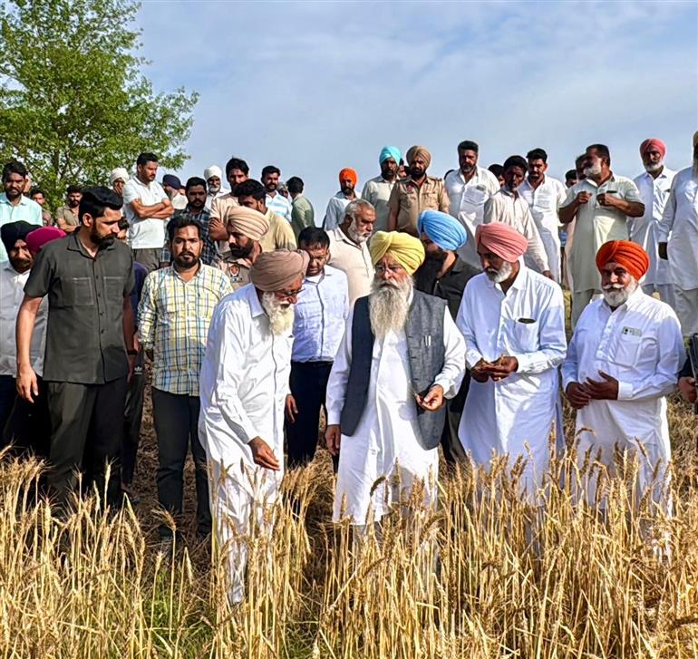 ਖੇਤੀਬਾੜੀ ਵਿਭਾਗ ਦੇ 500 ਤੋਂ ਵੱਧ ਮੁਲਾਜ਼ਮ ਫਸਲਾਂ ਦੇ ਨੁਕਸਾਨ ਦਾ ਲੈਣਗੇ ਜਾਇਜ਼ਾ: ਗੁਰਮੀਤ ਸਿੰਘ ਖੁੱਡੀਆਂ