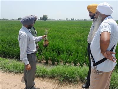 ਝੋਨੇ ਵਿਚ ਮੱਧਰੇਪਣ ਦੀ ਸਮੱਸਿਆ ਨੂੰ ਨਜਿੱਠਣ ਲਈ ਵਿਭਾਗ ਵੱਲੋਂ ਟੀਮਾਂ ਦਾ ਗਠਨ : ਮੁੱਖ ਖੇਤੀਬਾੜੀ ਅਫ਼ਸਰ