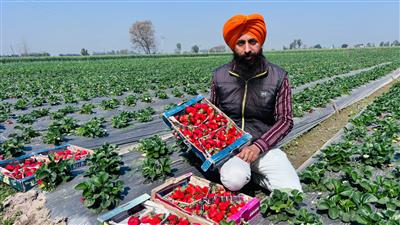 ਸਟਰਾਅ ਬੇਰੀ ਦੀ ਸਫਲ ਕਾਸ਼ਤ ਕਰਕੇ ਸ਼ੇਰੇ ਪੰਜਾਬ ਸਿੰਘ ਕਾਹਲੋਂ ਕਿਸਾਨਾਂ ਲਈ ਰਾਹ-ਦਸੇਰਾ ਬਣਿਆ