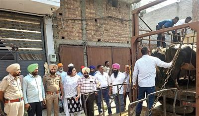 ਨਗਰ ਨਿਗਮ ਅੰਮ੍ਰਿਤਸਰ ਵੱਲੋਂ ਗੈਰ-ਅਧਿਕਾਰਤ ਪਸ਼ੂ ਡੇਰਿਆਂ ਖ਼ਿਲਾਫ਼ ਕਾਰਵਾਈ ਜਾਰੀ; ਕੋਟ ਖਾਲਸਾ ਅਤੇ ਨਿਊ ਮਾਡਲ ਟਾਊਨ ਤੋਂ 7 ਪਸ਼ੂ ਗਊਸ਼ਾਲਾ ਭੇਜੇ ਗਏ